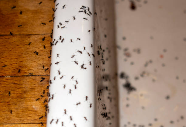 Reliable Big Lake, TX Pest Control Solutions
